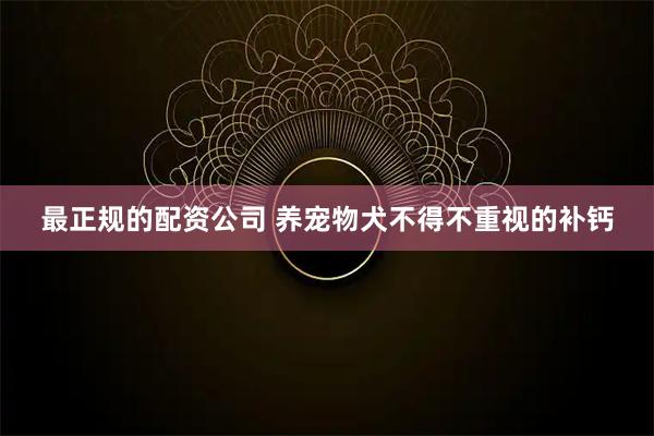 最正规的配资公司 养宠物犬不得不重视的补钙